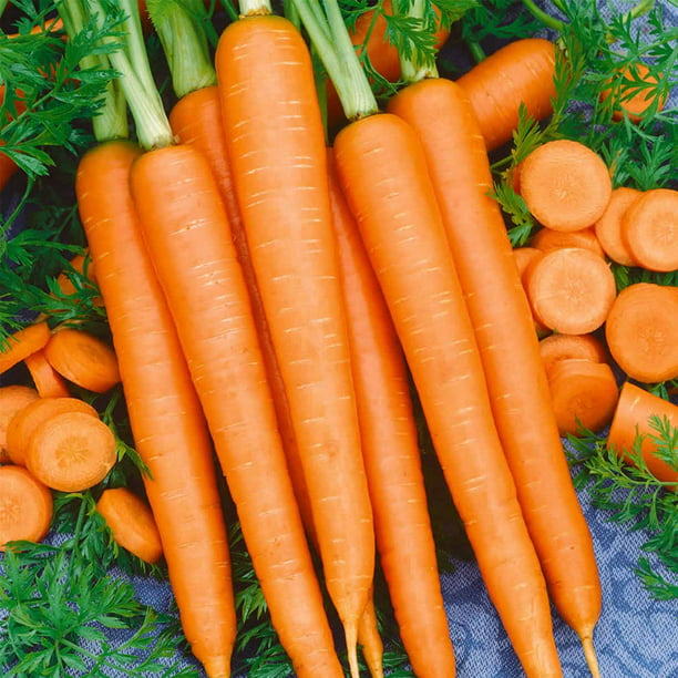 Carrot Royal Chantenay 1,300 Seeds Heirloom Vegetable